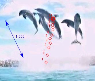 Dolphin jump